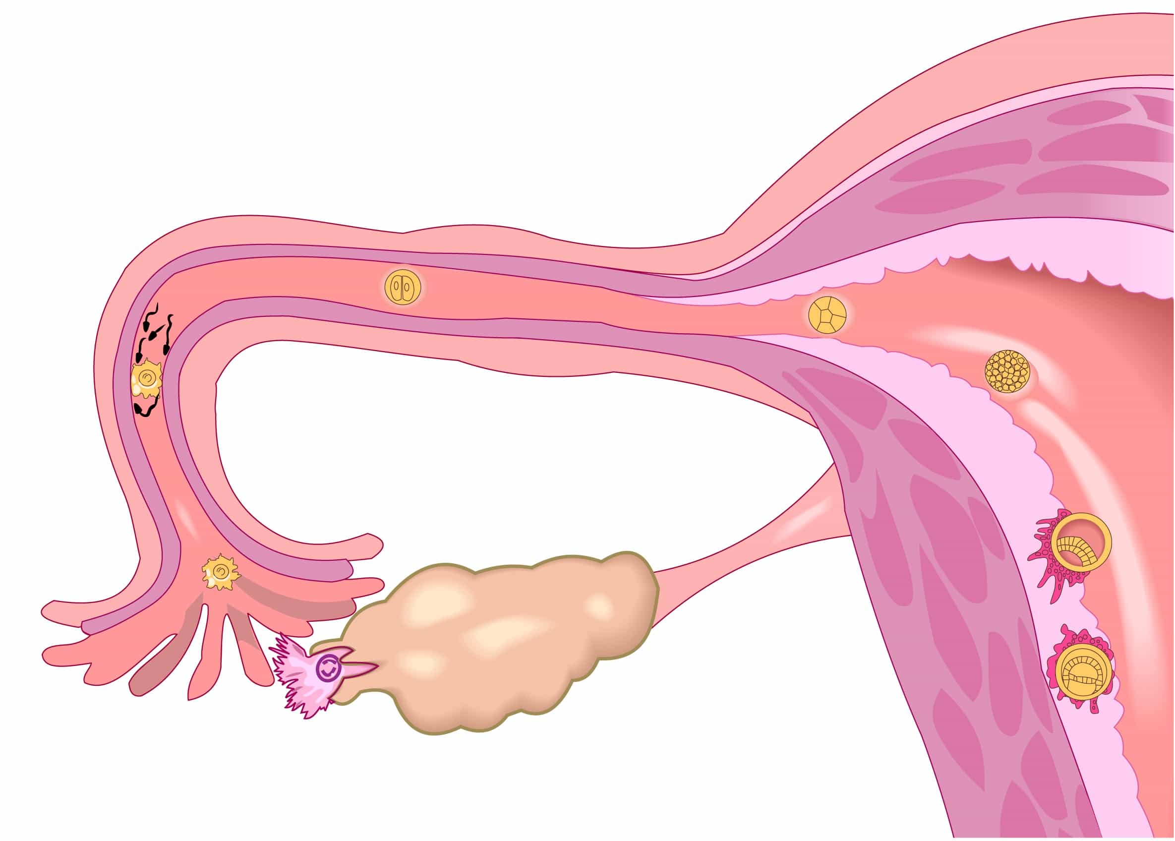 Ovulationstest: Fruchtbarkeit bestimmen