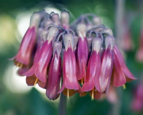 Bryophyllum Kinderwunsch