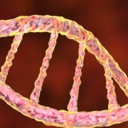 Kir-Gene-fehlen Kir Gene
