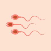 Spermiogramm Werte verstehen