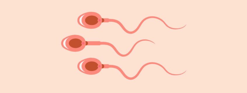 Spermiogramm Werte verstehen
